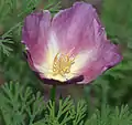 'Purple gleam' cultivar