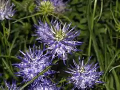 Phyteuma scheuchzeri