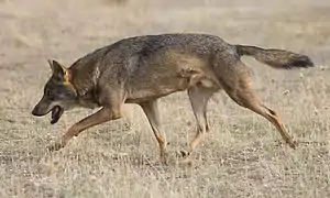 An Iberian wolf with agouti coloration