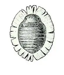 Cerataphis lataniae, commonly known as the palm aphid, is an aphid known to infest palm species as well as&nbsp;a variety of leafy plants. It is one the most common pests that causes damage to agriculture and human health