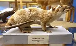 Brown opossum