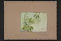 Clematis foetida by Harriet Amelia Greenwood