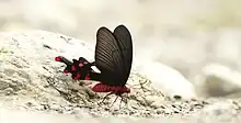 Byasa polyeuctes