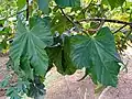 Cola gigantea