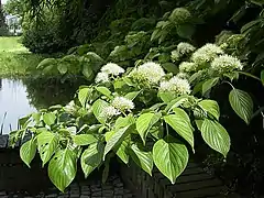 Cornus controversa in&nbsp;May, Frankfurt