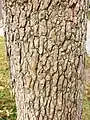 Trunk bark