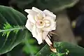 Costus spiralis