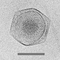 Cryo-electron micrograph of the CroV giant virus scale bar=0.2&nbsp;µm