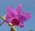 Ctt. Portia 'Gloriosa'(= Gur.&nbsp;bowringiana × C.&nbsp;labiata) (Formerly C.&nbsp;Portia)