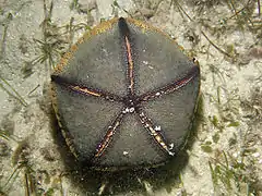 Oral face (the mouth is at the center)