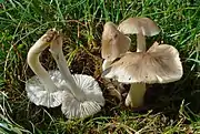 Cuphophyllus fornicatus