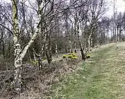Woodland near Hanging Bank
