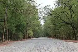 Forest in Sitanadi Wildlife Sanctuary