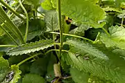 Stem leaves
