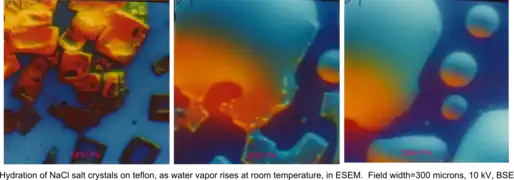 Hydration of NaCl crystals on Teflon, as water vapor pressure rises, at room temperature, in an ESEM by the use of two symmetrical plastic scintillating backscattered electron detectors. Field width 300&nbsp;µm, 10 kV