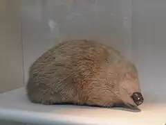 Giant golden mole