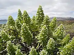 Echium decaisnei&nbsp;[fr]