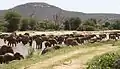 Large herd of elephants crossing Ewaso Ng'iro river