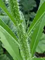 Stem somewhat coarsely hairy (hairs rather bulbous-based)