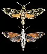 Eupanacra pulchella