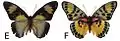 E. c. nominalina female dorsal (e); ventral (f)