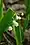 Convallaria majalis, European lily of the valley, Mud lake vicinity