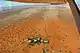 Bird's eye view of farm Edelweiss 11&nbsp;km west of Stampriet / Namibia
