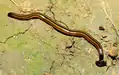 Bipalium vagum from French Guiana
