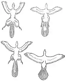 Beebe's comparison of Tetrapteryx, Archaeopteryx, a hypothetical stage and a modern bird (1922).
