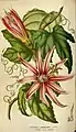 Tacsonia sanguinea Sm.