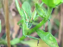 Scudderia furcata