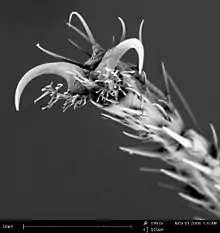 The leg of a fruit fly imaged with the Phenom. Field of view is 101&nbsp;um.