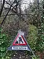 Large cherry tree, hazels fallen and lodged on other trees after Storm Franklin