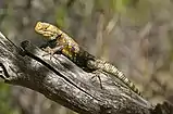 Desert spiny lizard (Sceloporus magister), Coconino County,  Arizona, USA (17 April 2011)