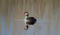 Great crested grebe calling on Newport Wetlands RSPB Reserve fenced lagoon