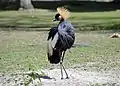 Balearica pavonina in Zoo d'Amiens&nbsp;[fr]