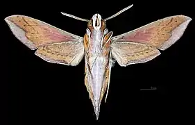 Female ventral