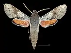 Male dorsal