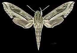 Female dorsal