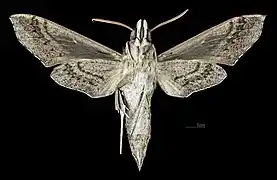 Male ventral