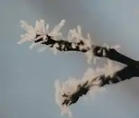 Hoar frost: A type of ice crystal (picture taken from a distance of about 5&nbsp;cm).