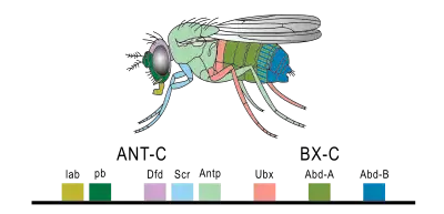 Image 18Expression of homeobox (Hox) genes in the fruit fly (from Evolutionary developmental biology)