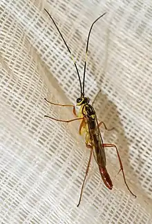 Yellow and black flying insect lacking an ovipositor... male Ichneumonid Wasp