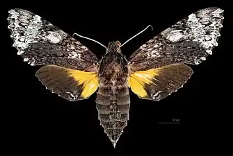 Female dorsal