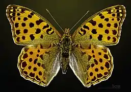 Female