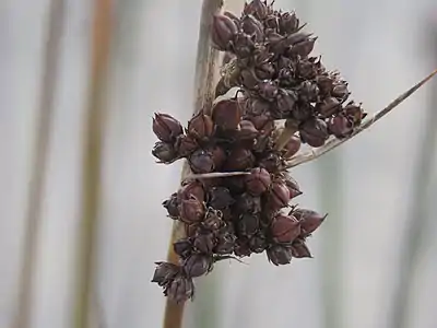 Inflorescence