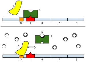 Image 2The lac operon. Top: repressed. Bottom: active.1: RNA Polymerase, 2: Repressor, 3: Promoter, 4: Operator, 5: Lactose, 6–8: protein-encoding genes, controlled by the switch, that cause lactose to be digested (from Evolutionary developmental biology)