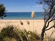Lagurus Ovatus&nbsp;on the walk between Quarantine Station and Gunners Cottage