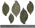 Leaves of Gayfield Square elm