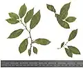 Dried leaves of the same (upper surface; colour faded in pressing)